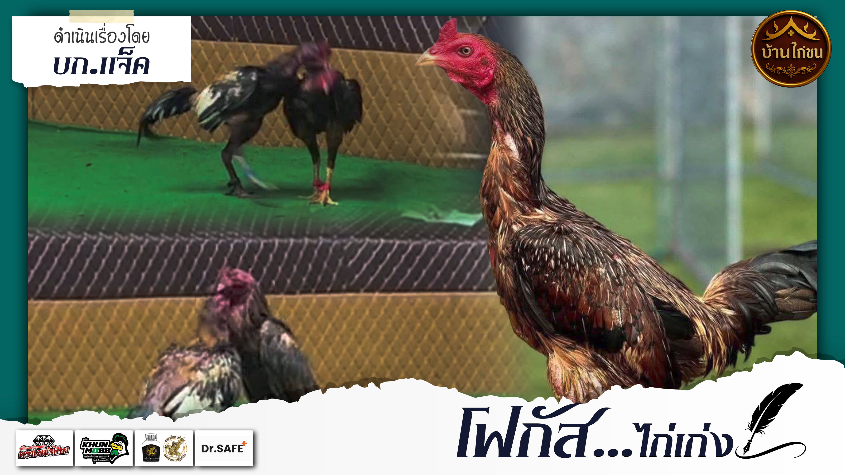โฟกัสไก่เก่ง 