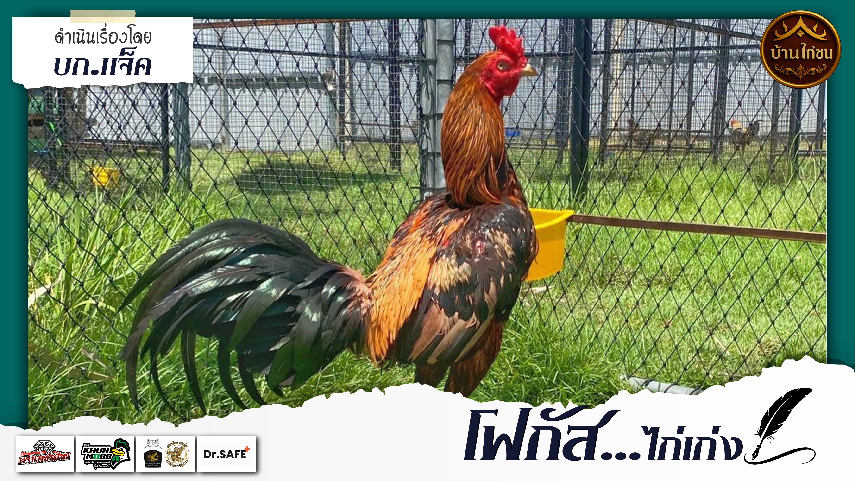 โฟกัสไก่เก่ง 