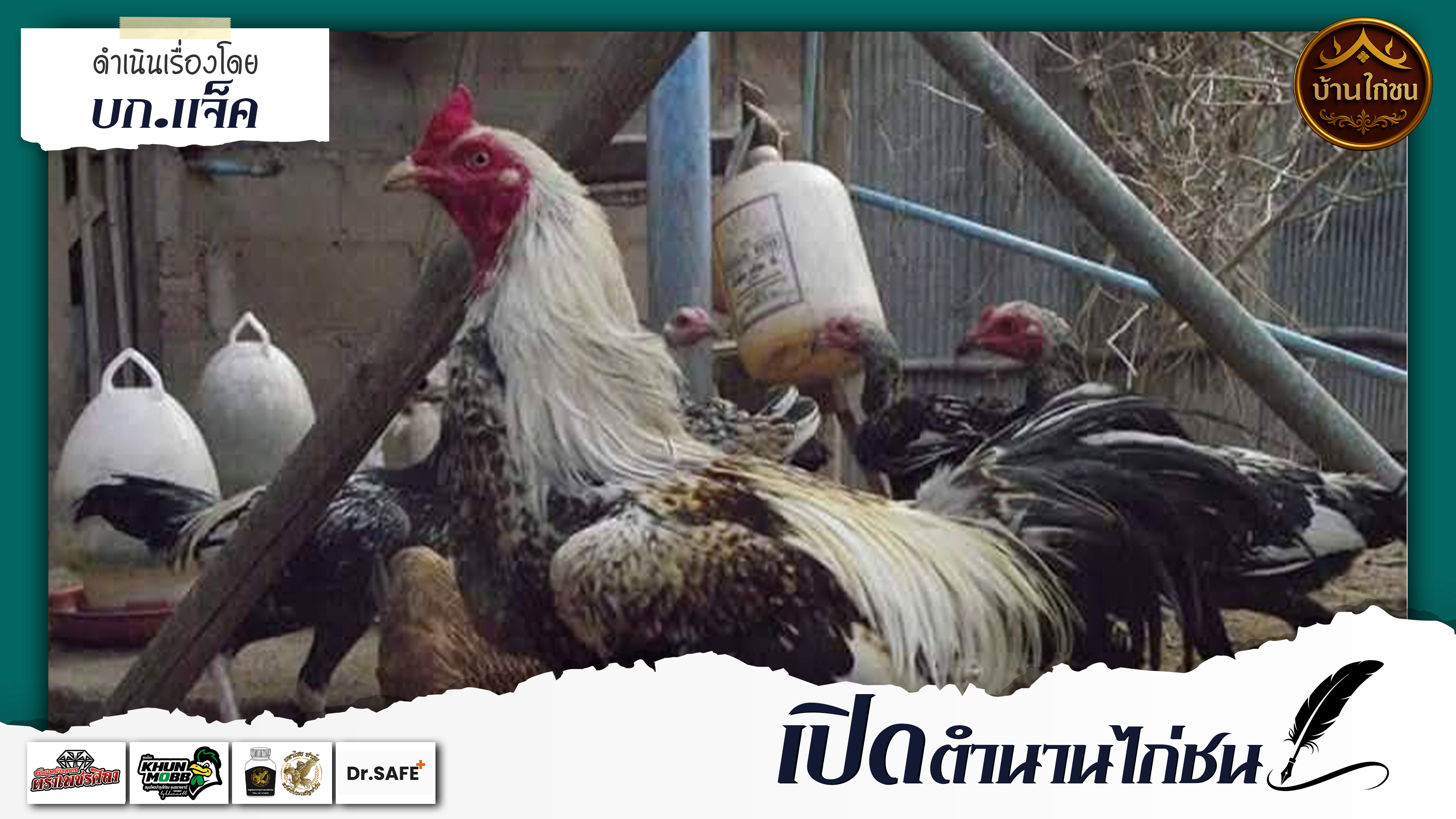 เปิดตำนานไก่ชน 